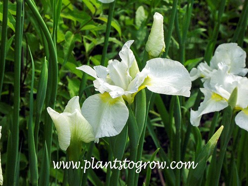 Siberian Iris Gulls Wings